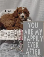 Luna , a female Cavapoo for sale in Cadott, WI – Photo 6 of 10
