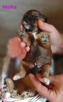 Malika , a female Shihpoo for sale in Cadott, WI – 4 of 9