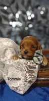 Tommie , a male Cavapoo for sale in Cadott, WI – 10 of 10