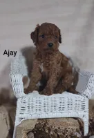 Ajay, a male Cavapoo for sale in Cadott, WI – 10 of 10