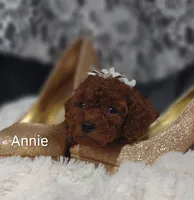 Annie , a male Cavapoo for sale in Cadott, WI – 8 of 10