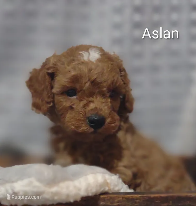 Aslan  – Cavapoo puppy for sale in Cadott, WI