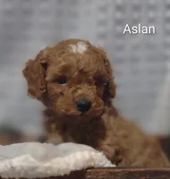 Aslan , a male Cavapoo for sale in Cadott, WI – 1 of 10