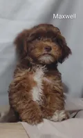 Maxwell , a male Shihpoo for sale in Cadott, WI – 4 of 7