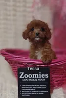 Tessa, a female Cavapoo for sale in Cadott, WI – 6 of 10