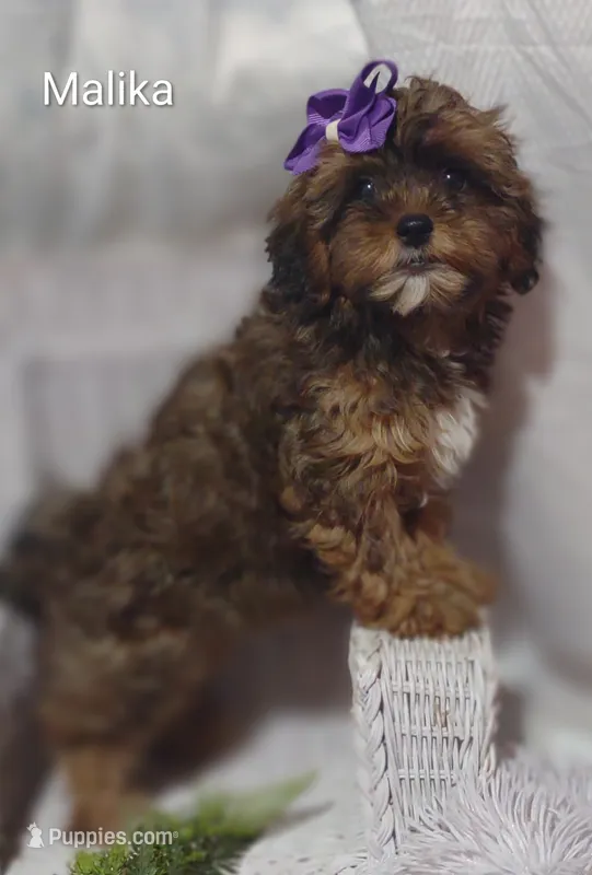 Malika  – Shihpoo puppy for sale in Cadott, WI