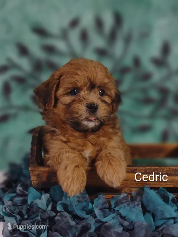 Cedric  – Shih Tzu puppy for sale in Cadott, WI