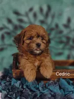 Cedric , a male Shih Tzu for sale in Cadott, WI – 1 of 8
