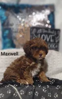 Maxwell , a male Shihpoo for sale in Cadott, WI – 8 of 9
