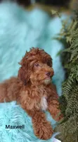 Maxwell , a male Shihpoo for sale in Cadott, WI – 6 of 9