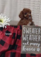 Tessa, a female Cavapoo for sale in Cadott, WI – 5 of 10