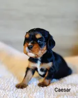 Caesar , a male Cavalier King Charles Spaniel for sale in Cadott, WI – 10 of 10