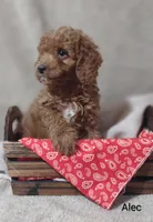Alec, a male Cavapoo for sale in Cadott, WI – 5 of 10