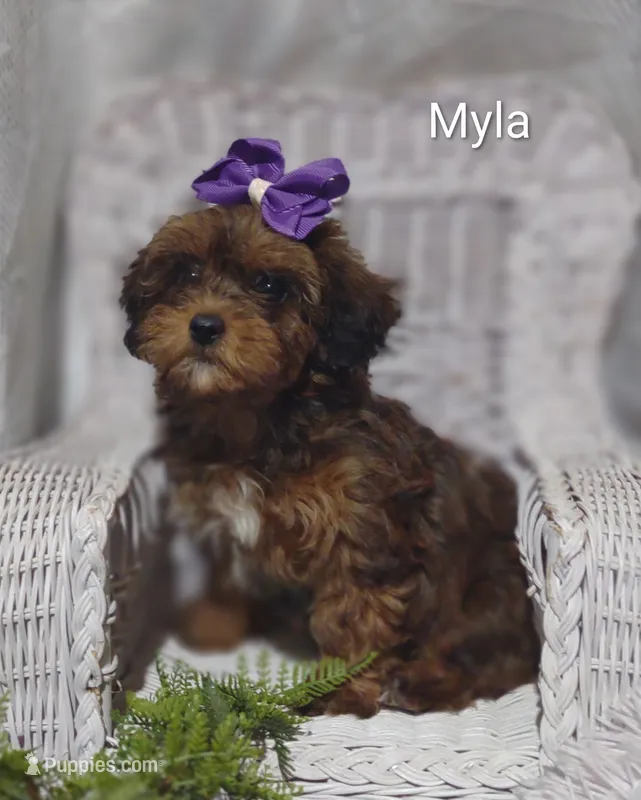 Myla – Shihpoo puppy for sale in Cadott, WI