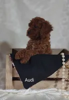 Audi , a male Cavapoo for sale in Cadott, WI – 9 of 10