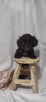 Mario , a male Shihpoo for sale in Cadott, WI – 8 of 10