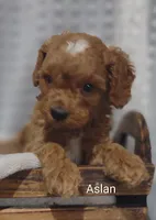 Aslan , a male Cavapoo for sale in Cadott, WI – 8 of 10