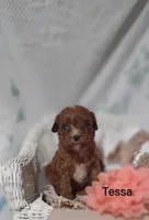 Tessa, a female Cavapoo for sale in Cadott, WI – 3 of 10