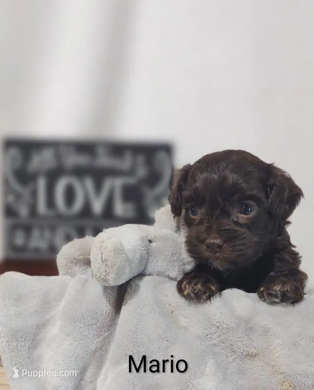 Mario  – Shihpoo puppy for sale in Cadott, WI