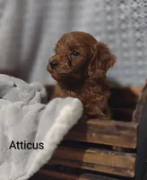 Atticus , a male Cavapoo for sale in Cadott, WI – 5 of 9