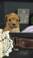 Tula, a female Cavapoo for sale in Cadott, WI – 10 of 10