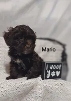 Mario , a male Shihpoo for sale in Cadott, WI – 3 of 10