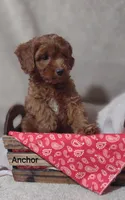 Anchor , a male Cavapoo for sale in Cadott, WI – 5 of 10