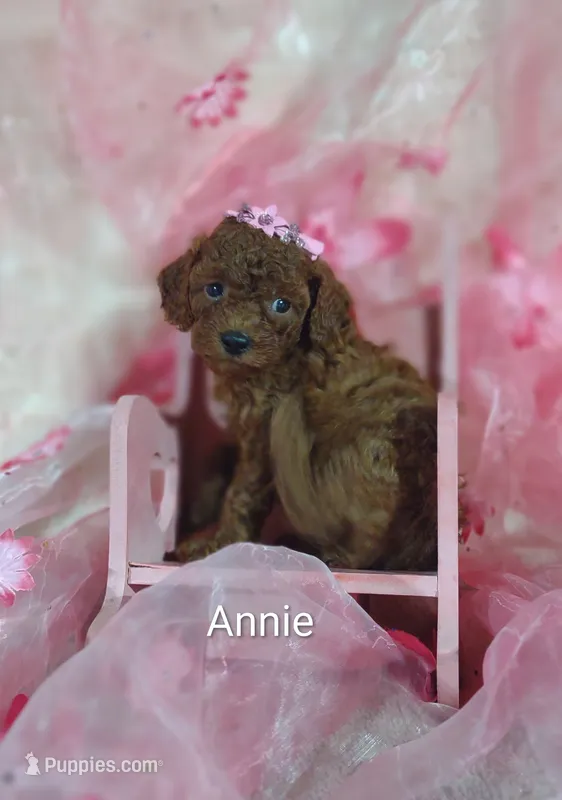 Annie  – Cavapoo puppy for sale in Cadott, WI