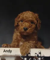 Andy, a male Cavapoo for sale in Cadott, WI – 5 of 10