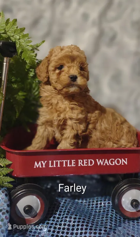 Farley  – Shihpoo puppy for sale in Cadott, WI