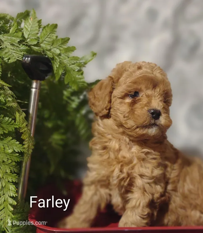 Farley  – Shihpoo puppy for sale in Cadott, WI