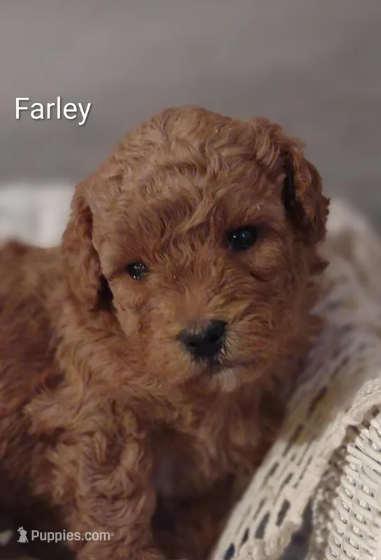 Farley  – Shihpoo puppy for sale in Cadott, WI