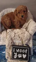 Farley , a male Shihpoo for sale in Cadott, WI – Photo 4 of 4