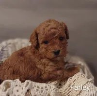 Farley , a male Shihpoo for sale in Cadott, WI – Photo 2 of 4