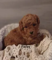 Farley , a male Shihpoo for sale in Cadott, WI – Photo 3 of 4