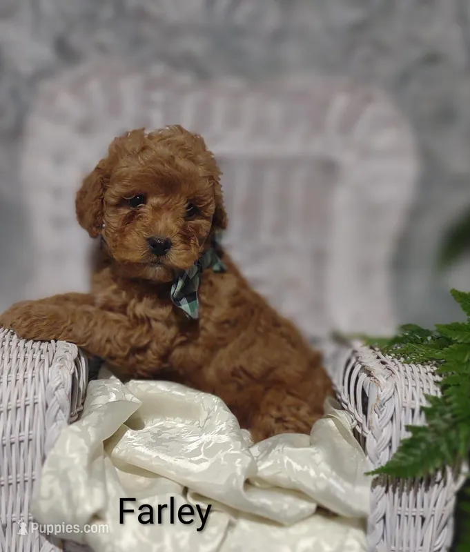 Farley  – Shihpoo puppy for sale in Cadott, WI