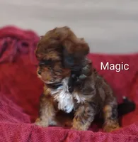 Magic , a male Shihpoo for sale in Cadott, WI – 8 of 10