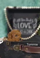 Tommie , a male Cavapoo for sale in Cadott, WI – 4 of 10