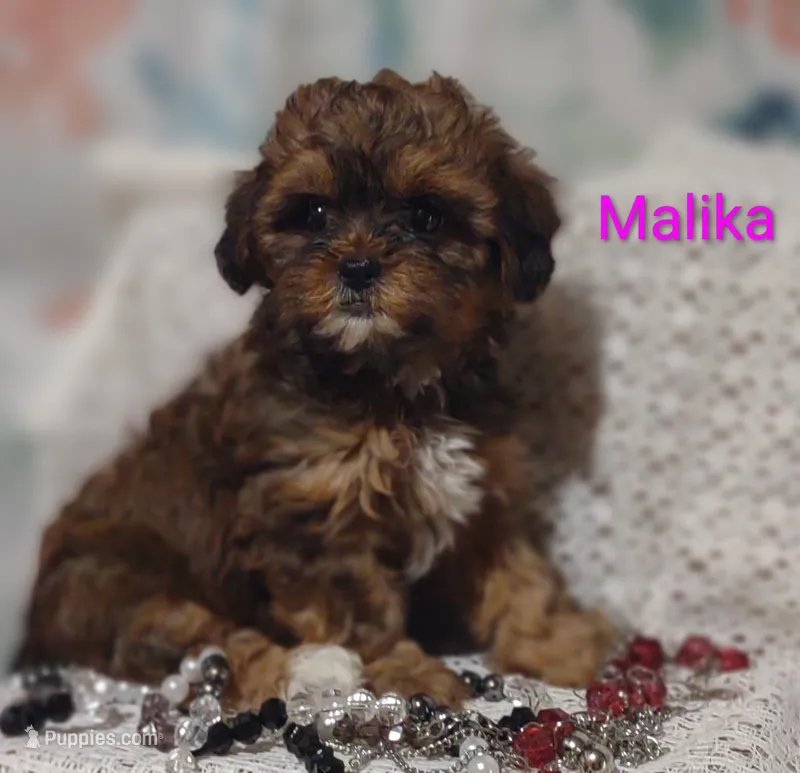Malika  – Shihpoo puppy for sale in Cadott, WI