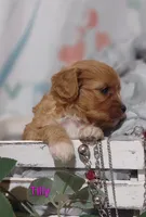 Tilly , a female Cavapoo for sale in Cadott, WI – 7 of 10
