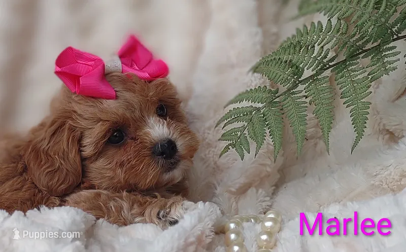 Marlee  – Shihpoo puppy for sale in Cadott, WI