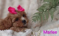 Marlee , a female Shihpoo for sale in Cadott, WI – 10 of 10