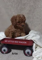 Artie , a male Cavapoo for sale in Cadott, WI – 9 of 10