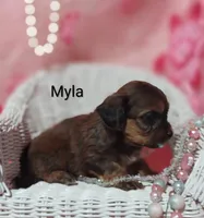 Myla, a female Shihpoo for sale in Cadott, WI – 10 of 10