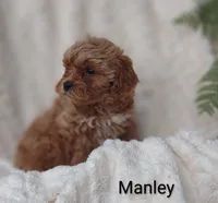 Manley , a male Shihpoo for sale in Cadott, WI – 4 of 10