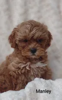 Manley , a male Shihpoo for sale in Cadott, WI – 7 of 10