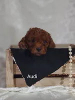 Audi , a male Cavapoo for sale in Cadott, WI – 2 of 10