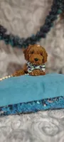 Aslan , a male Cavapoo for sale in Cadott, WI – 6 of 10