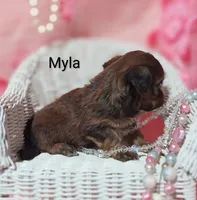 Myla, a female Shihpoo for sale in Cadott, WI – 4 of 10