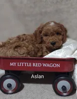 Aslan , a male Cavapoo for sale in Cadott, WI – 9 of 10